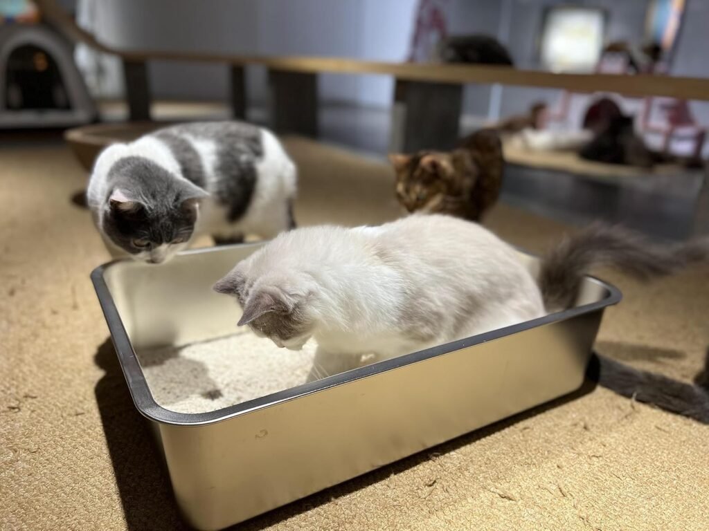 RVS Kattenbak Groot - Roestvrijstalen kattenbak voor katten en konijnen - Vlekvrij, krasbestendig en eenvoudig schoon te maken - Antislip onderkant