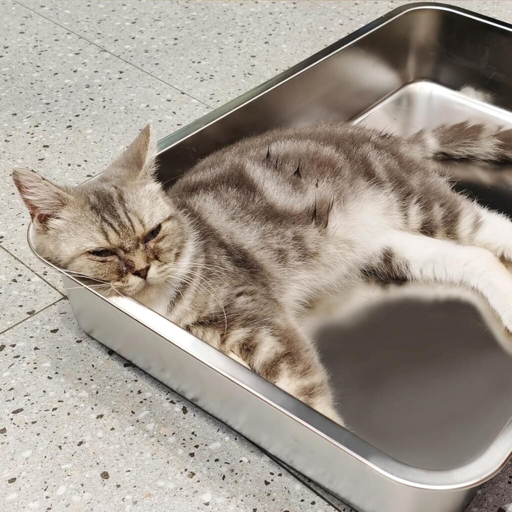 Roestvrijstalen kattenbak 50 cm met antislip onderkant voor katten en konijnen