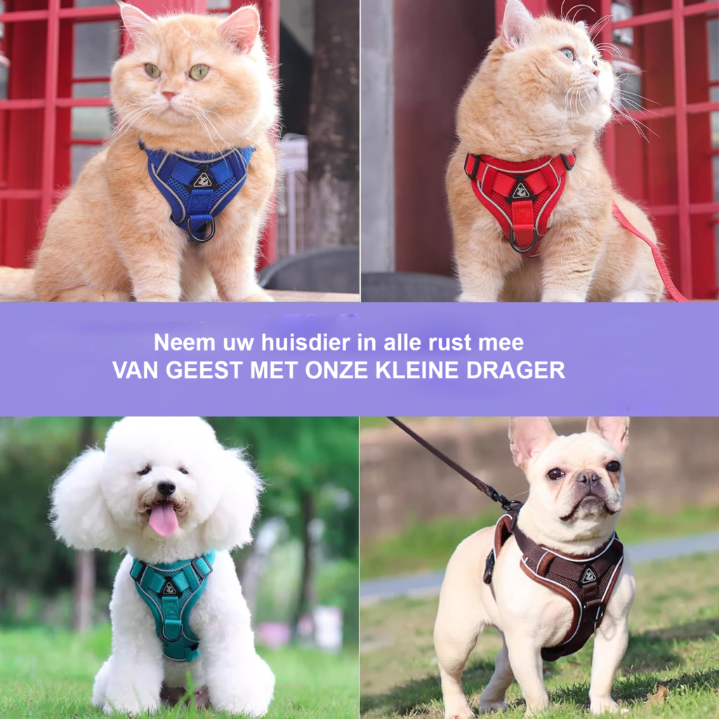 Verstelbaar blauw kattenharnas met 150 cm kattenriem, maat M, van polyester voor wandelen met de kat