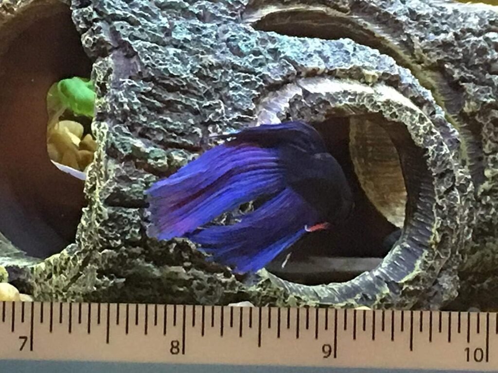 Aquarium ornament driftwood decoratie voor vissen