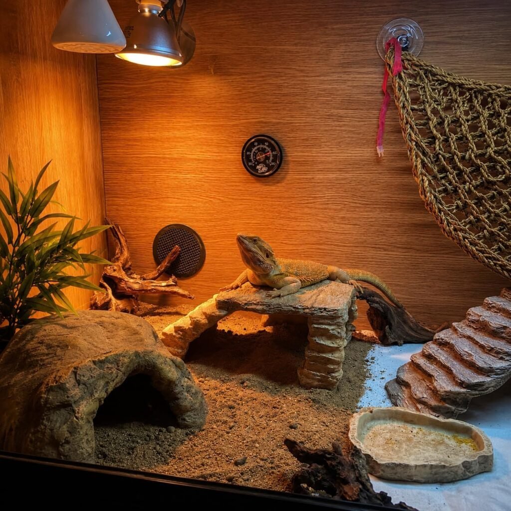 Natuurlijk drijfhout voor reptielen en aquariumdecoratie met unieke structuur en realistische details
